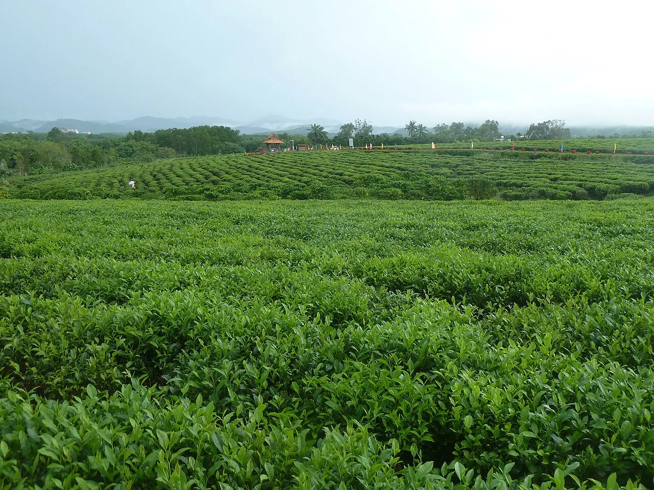 Baisha