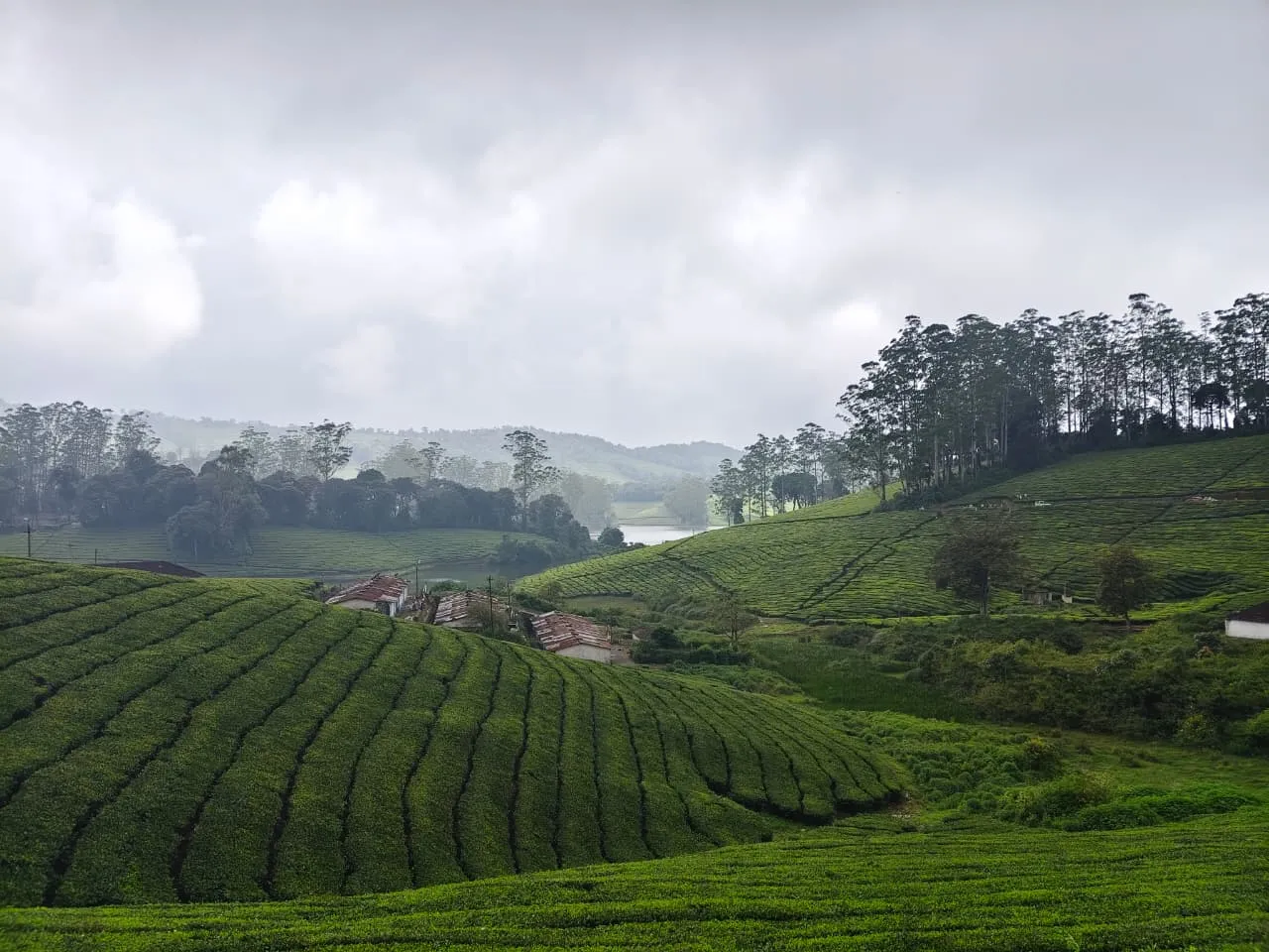 Baisha Green Tea