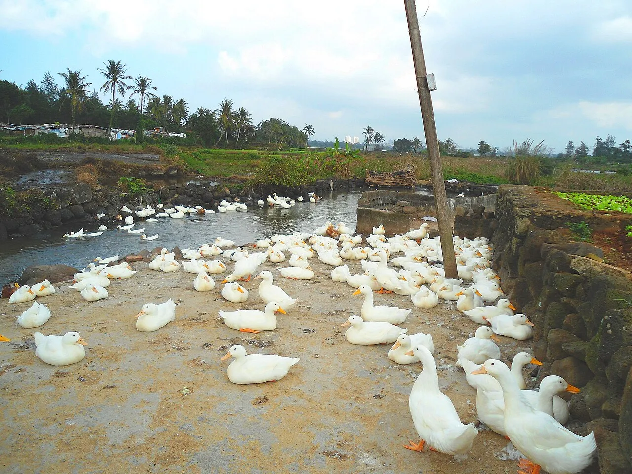 Jiaji Duck